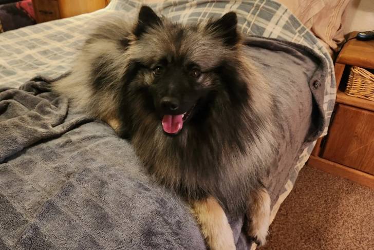 Un Keeshond allongé sur un lit et ayant la gueule ouverte