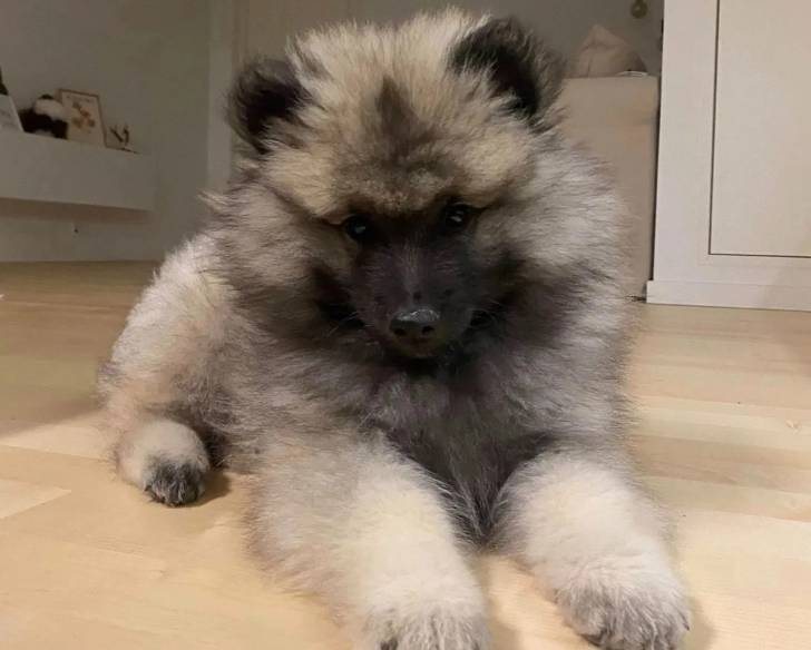 Un Keeshond allongé sur un sol carrelé et regardant vers la caméra