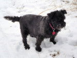 Pepsi - Patterdale Terrier Mâle
