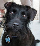 Photo Patterdale Terrier
