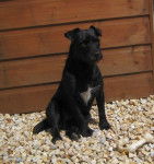 Photo Patterdale Terrier