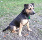 Photo Patterdale Terrier
