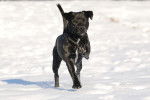 Photo Patterdale Terrier