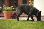 Photo Patterdale Terrier