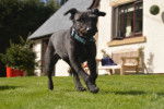 Photo Patterdale Terrier