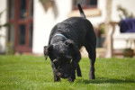 Photo Patterdale Terrier