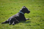 Photo Patterdale Terrier