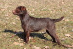Photo Patterdale Terrier
