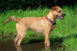 Photo Patterdale Terrier