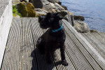 Photo Patterdale Terrier