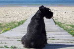 Photo Patterdale Terrier
