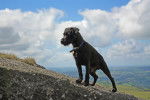 Photo Patterdale Terrier