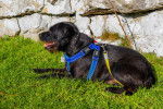 Photo Patterdale Terrier