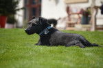 Photo Patterdale Terrier