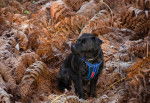 Photo Patterdale Terrier