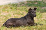 Photo Patterdale Terrier