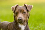 Photo Patterdale Terrier