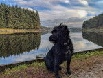 Photo Patterdale Terrier