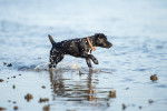 Photo Patterdale Terrier