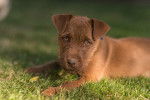 Photo Patterdale Terrier