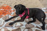 Un Patterdale Terrier allongé sur un tapis de plage et portant un harnais 