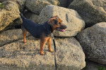 Un Patterdale Terrier sur un rocher et qui est tenu en laisse 