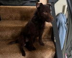 Un Patterdale Terrier assis sur une marche d'escalier 