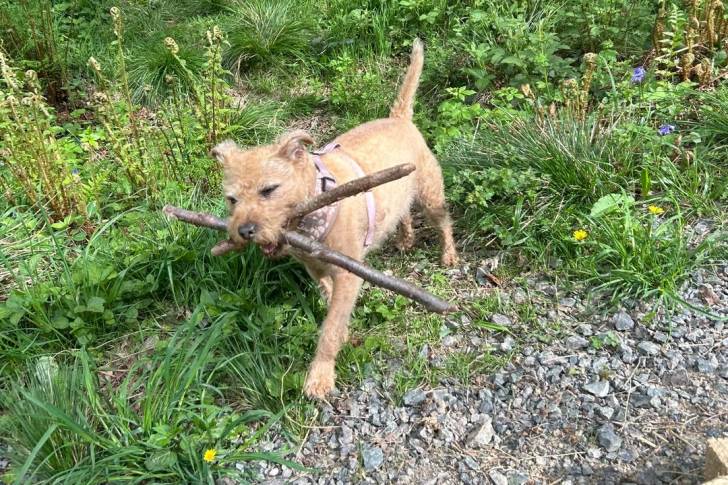 Photo Patterdale Terrier