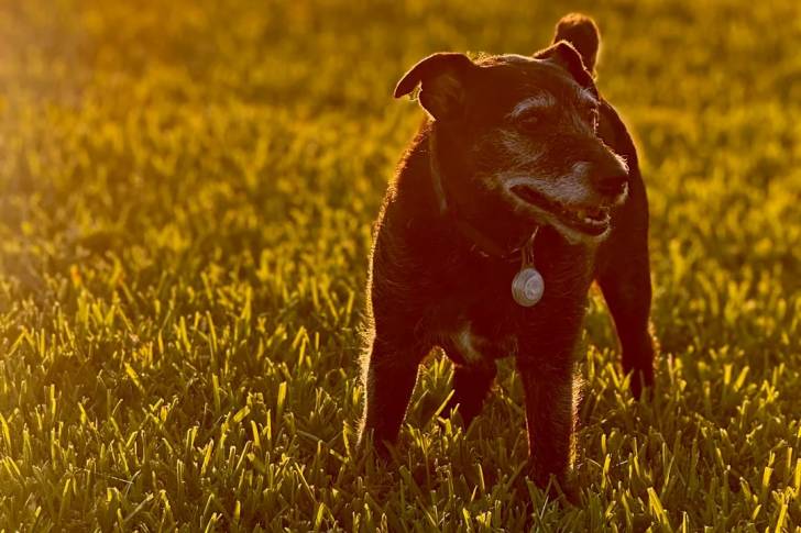 Photo Patterdale Terrier