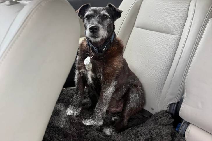 Photo Patterdale Terrier