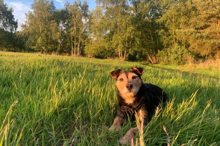 Photo Patterdale Terrier