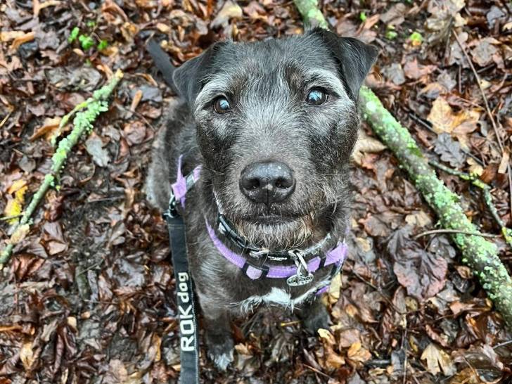 Photo Patterdale Terrier