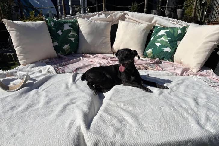 Photo Patterdale Terrier