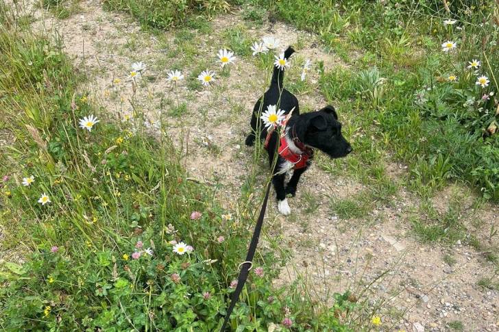 Photo Patterdale Terrier