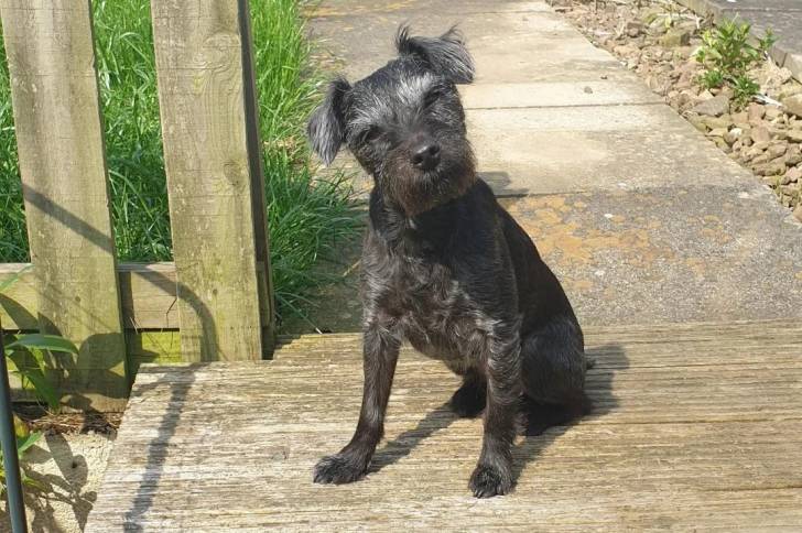 Photo Patterdale Terrier