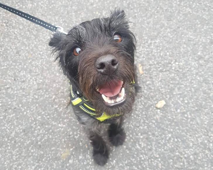 Photo Patterdale Terrier