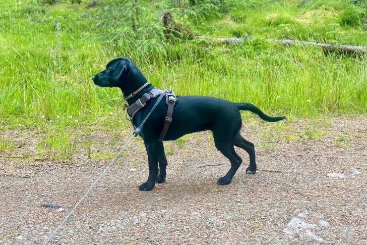 Photo Patterdale Terrier