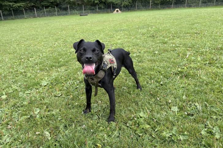 Photo Patterdale Terrier