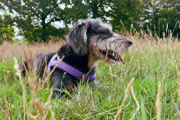 Photo Patterdale Terrier