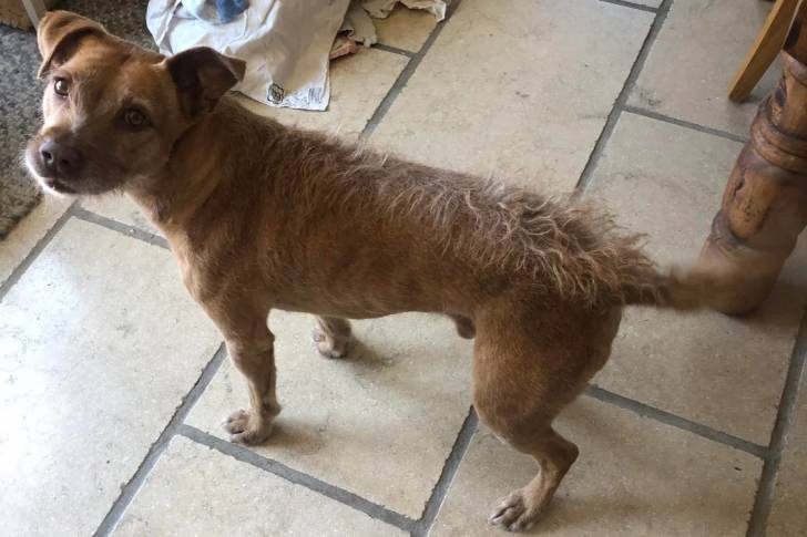Photo Patterdale Terrier