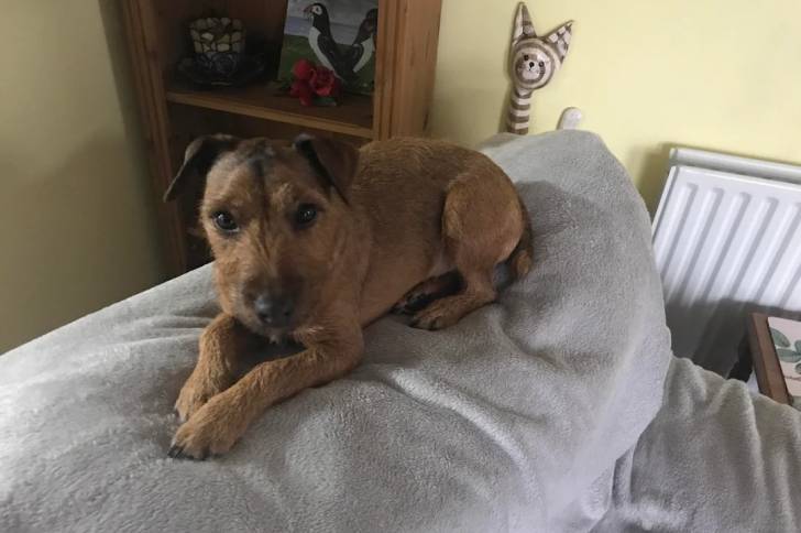 Photo Patterdale Terrier