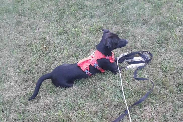 Photo Patterdale Terrier