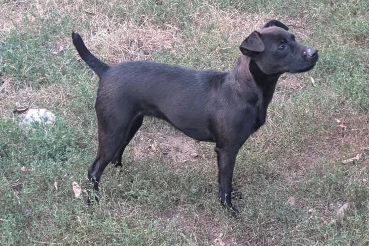 Photo Patterdale Terrier