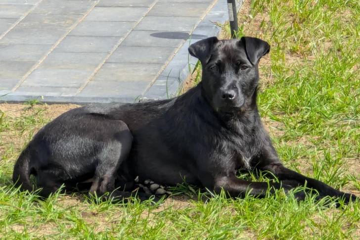 Un Patterdale Terrier allongé sur une surface gazonnée et semblant détendu