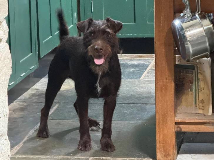 Un Patterdale Terrier sur une surface bétonnée et tirant la langue 