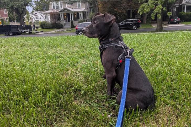 Un Patterdale Terrier assis sur une surface herbacée et qui est tenu en laisse 