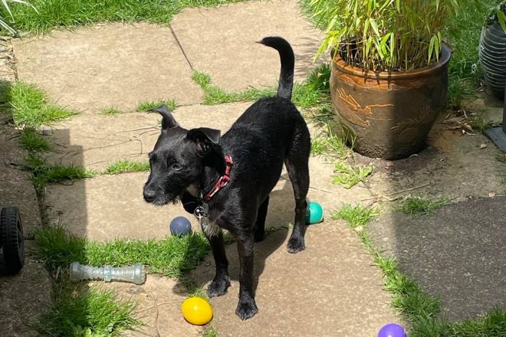 Un Patterdale Terrier sur une surface bétonnée et portant un collier autour du cou