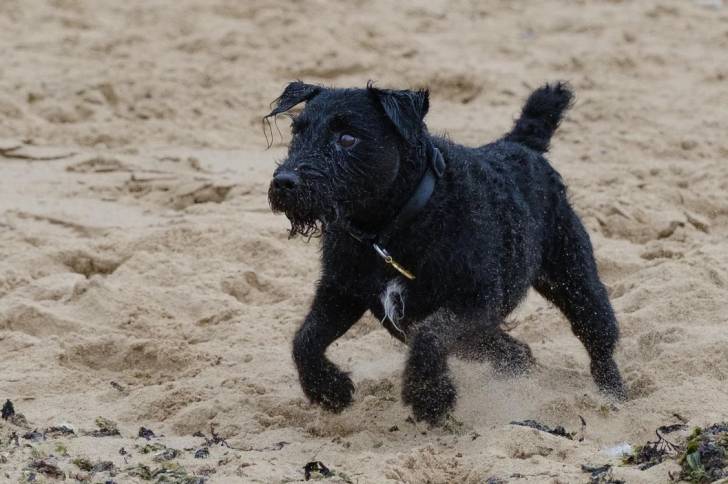 Un Patterdale Terrier courant sur une surface sableuse et portant un collier autour du cou