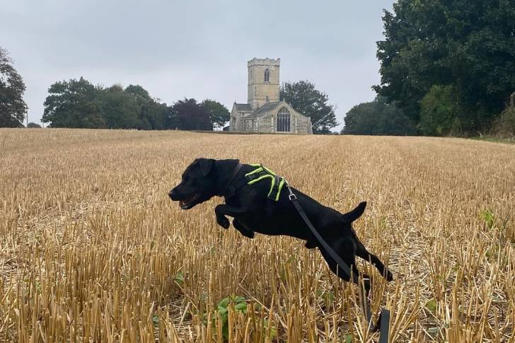 Un Patterdale Terrier sur une surface herbacée et qui est tenu en laisse 