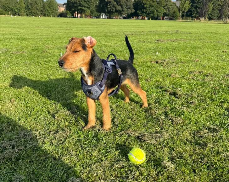 Un Patterdale Terrier sur une surface gazonnée et portant un harnais 
